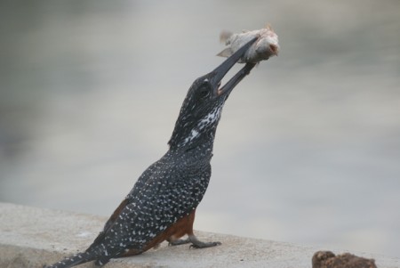 martin pecheur geant et proie